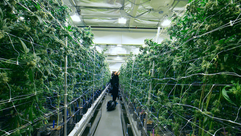 A securities class action lawsuit against Liberty Health Sciences